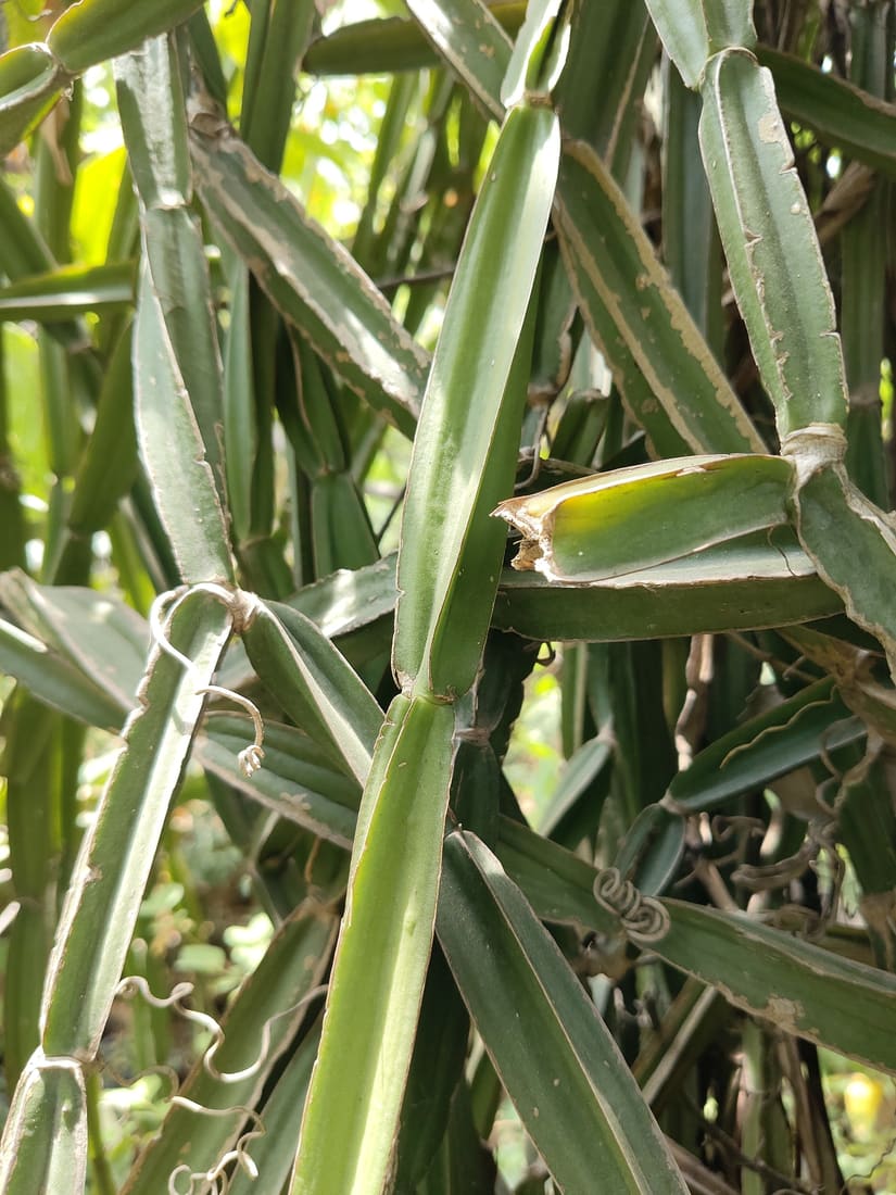 Adamant creeper (Cissus quadrangularis) photographed by Devendra Bhardwaj