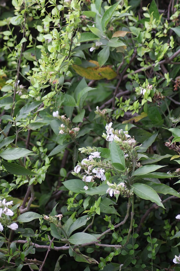 Adhatoda beddomei (Adhatoda beddomei)