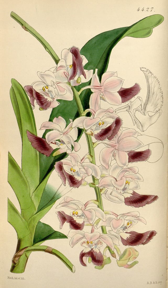 Aerides crispa (Aerides crispum)