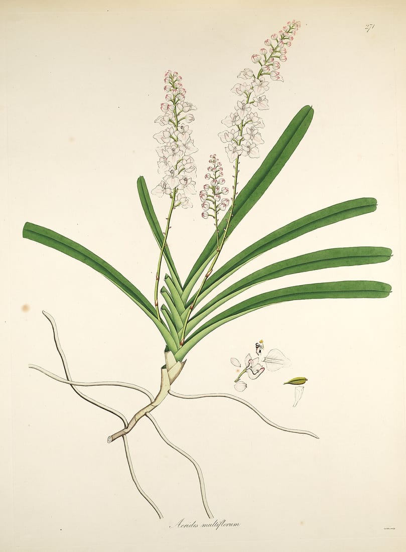 Aerides multiflora (Aerides multiflora)
