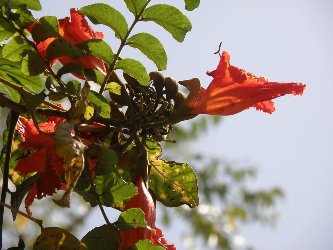 African tulip tree (Spathodea campanulata) photographed by Devendra Bhardwaj