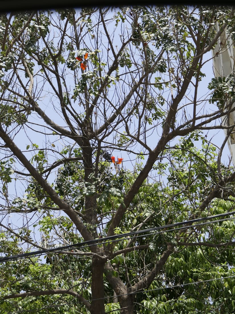 African tulip tree (Spathodea campanulata) photographed by Devendra Bhardwaj