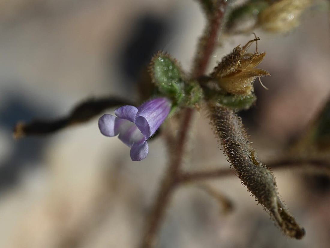 Anticharis glandulosa (Anticharis glandulosa)