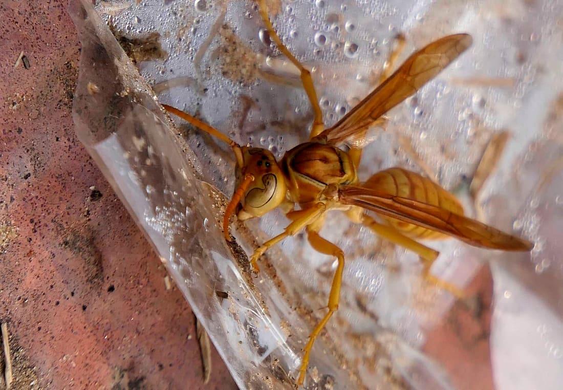 Arabian paper wasp (Polistes wattii) photographed by Devendra Bhardwaj