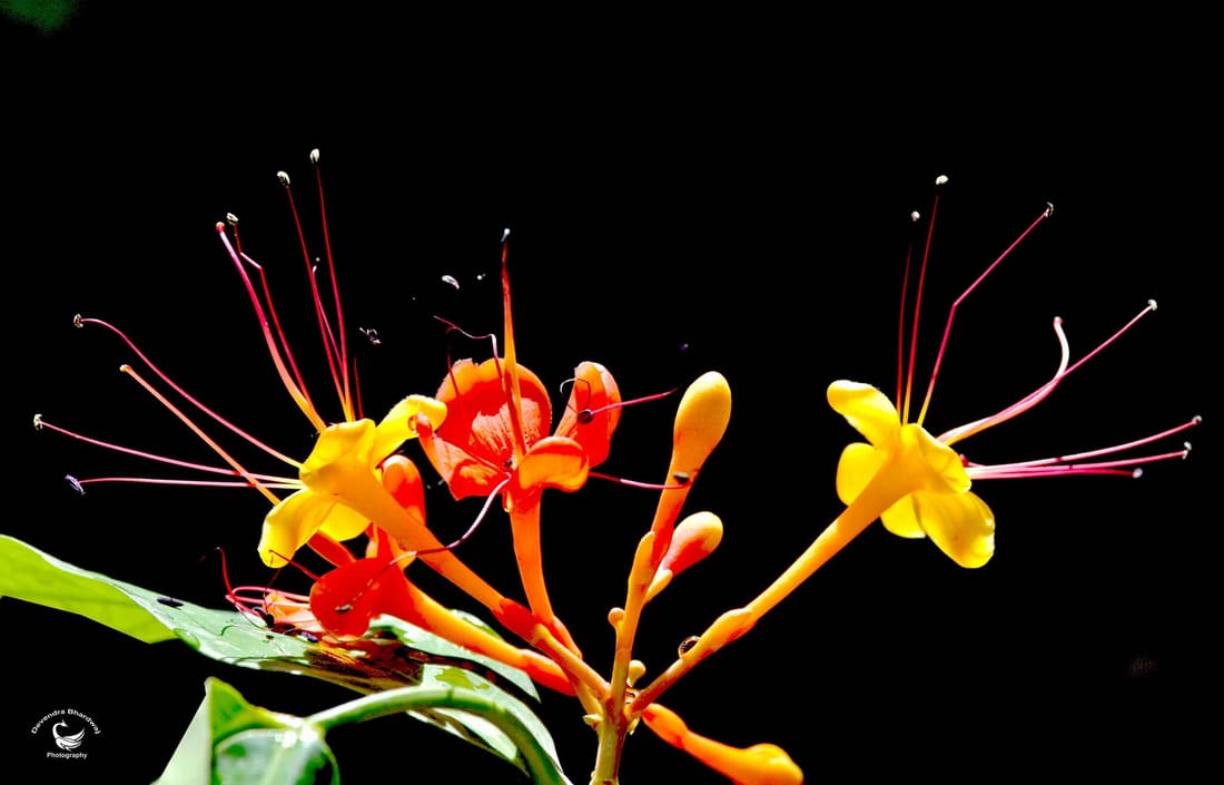 Ashoka (Saraca asoca) photographed by Devendra Bhardwaj