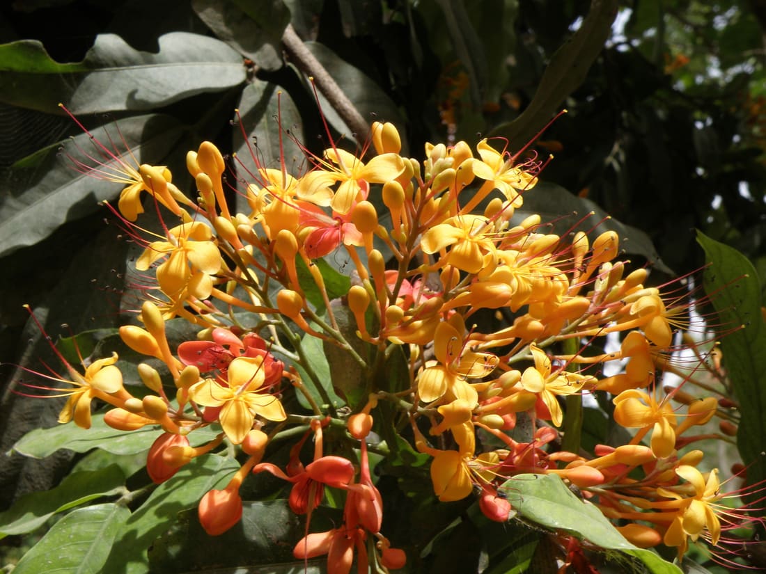 Ashoka (Saraca asoca) photographed by Devendra Bhardwaj