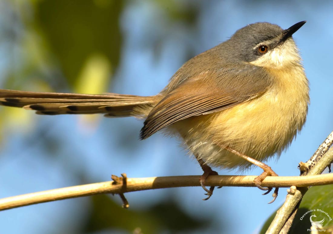 Ashy Prinia (Prinia socialis) photographed by Devendra Bhardwaj