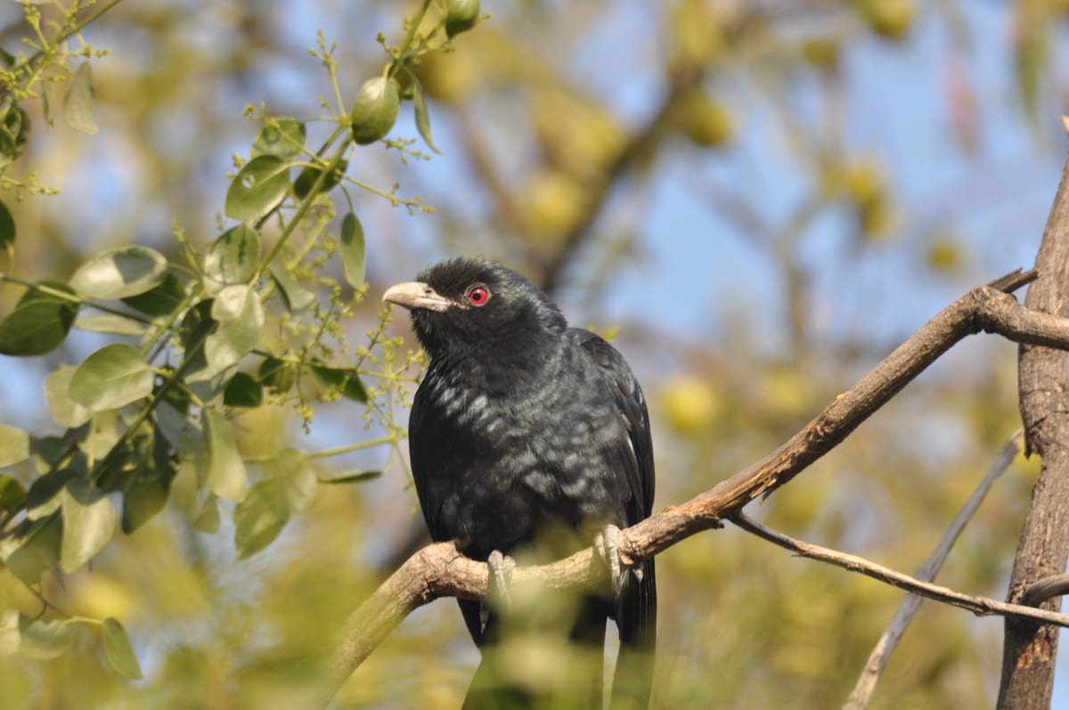 A male Asian koel with a red eye perched on a branch among small fruits and leaves