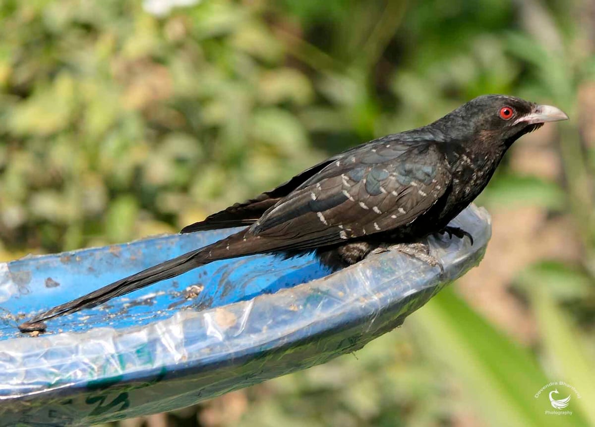 A koel perched on the rim of a blue bowl among green leaves