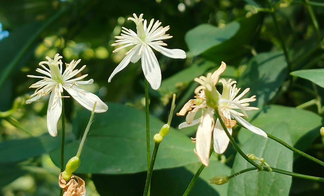 Autumn clematis (Clematis terniflora) photographed by Devendra Bhardwaj