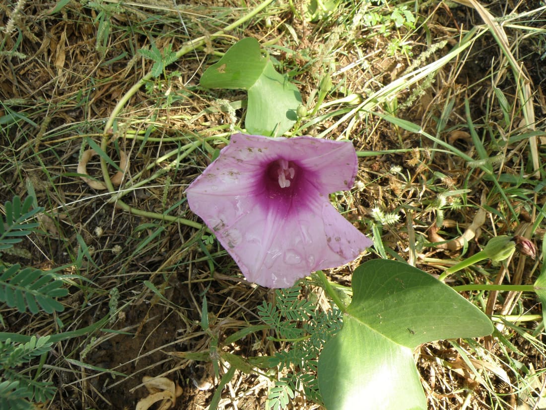 Beach Morning Glory (Ipomoea pes-caprae) photographed by Devendra Bhardwaj