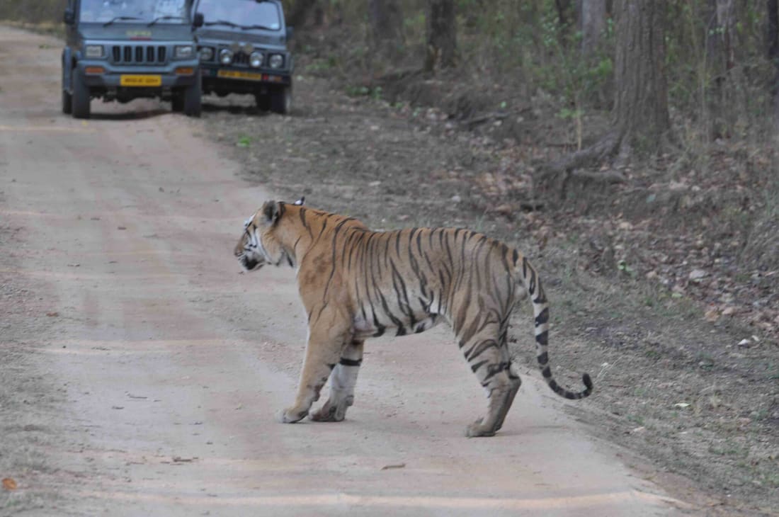 Bengal Tiger (Panthera tigris tigris) photographed by Devendra Bhardwaj