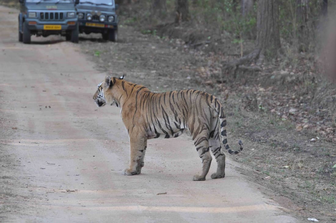 Bengal Tiger (Panthera tigris tigris) photographed by Devendra Bhardwaj