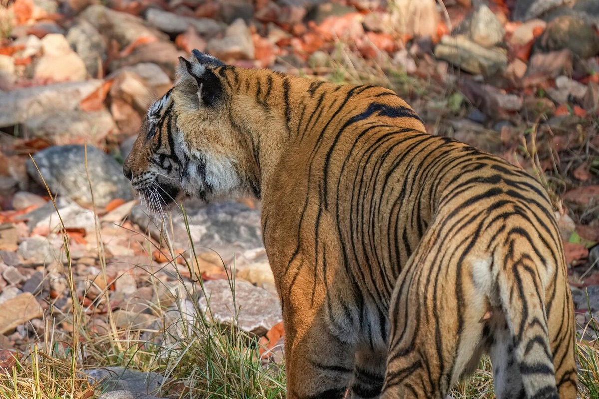 A tiger seen from behind, walking over rocks and dry leaves