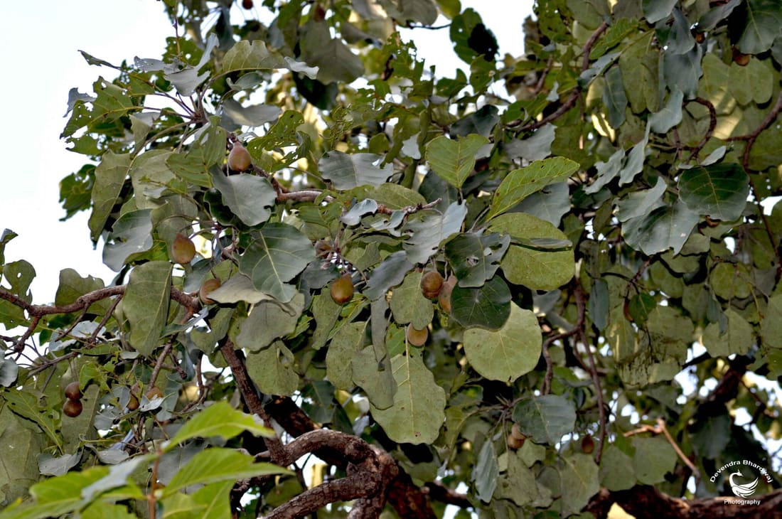 Bibhitaki (Terminalia bellirica) photographed by Devendra Bhardwaj