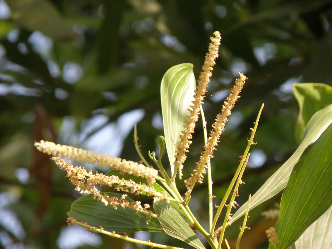Big-leaved Acacia (Acacia mangium) photographed by Devendra Bhardwaj