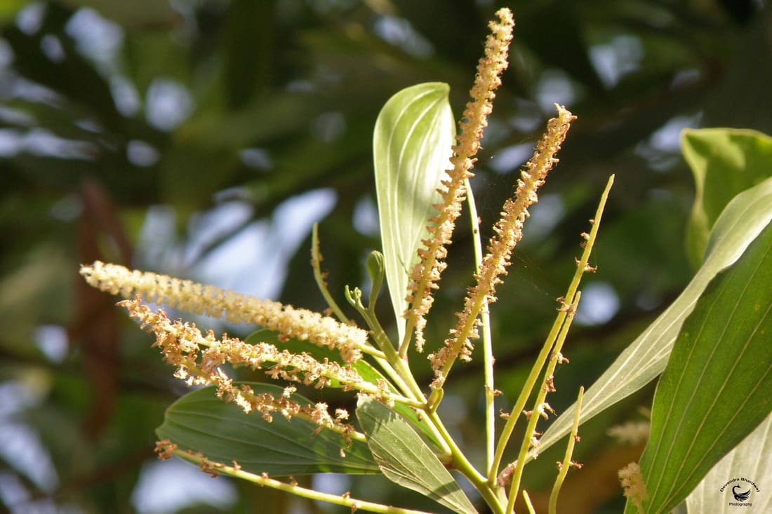 Big-leaved Acacia (Acacia mangium) photographed by Devendra Bhardwaj