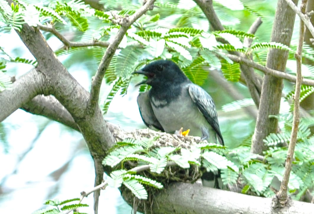 Black-headed Cuckooshrike (Lalage melanoptera) photographed by Devendra Bhardwaj