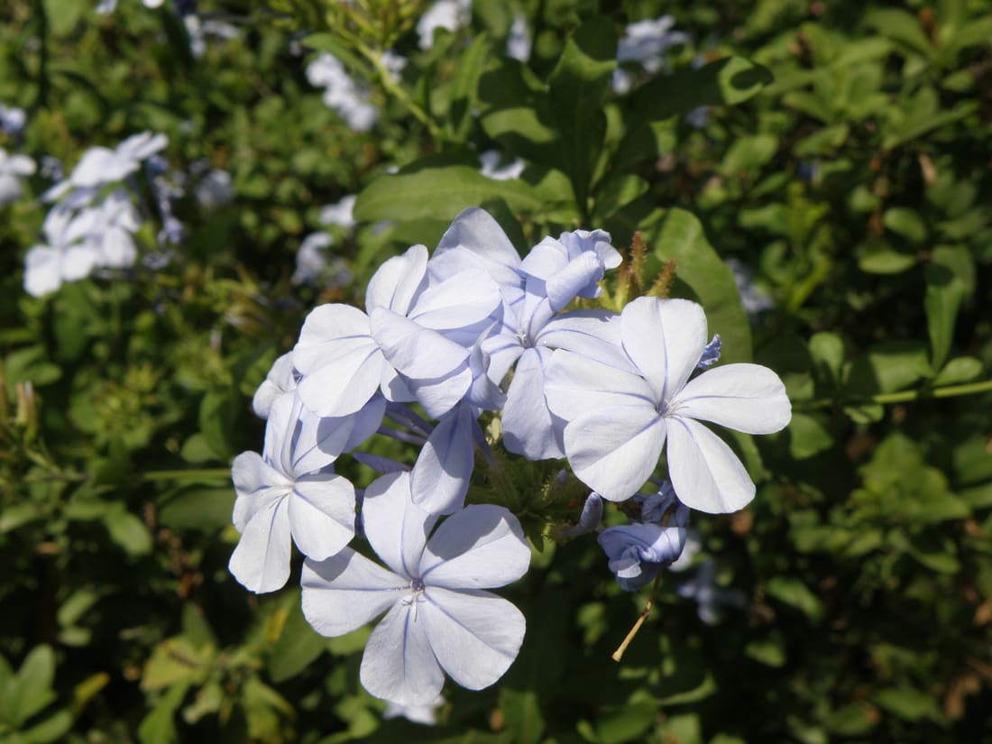 Blue plumbago (Plumbago auriculata) photographed by Devendra Bhardwaj