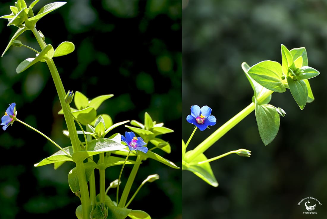 Blue Scarlet Pimpernel (Lysimachia loeflingii) photographed by Devendra Bhardwaj