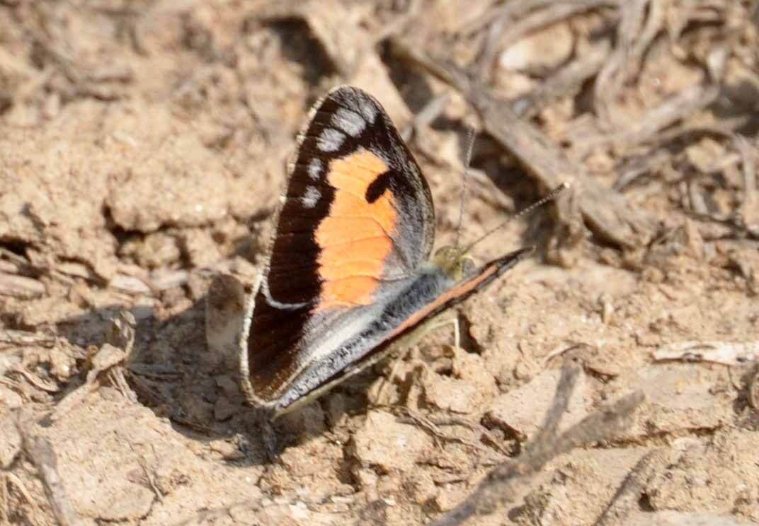 Blue-spotted Arab (Colotis protractus) photographed by Devendra Bhardwaj