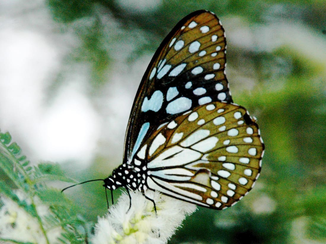 Blue Tiger (Tirumala limniace) photographed by Devendra Bhardwaj