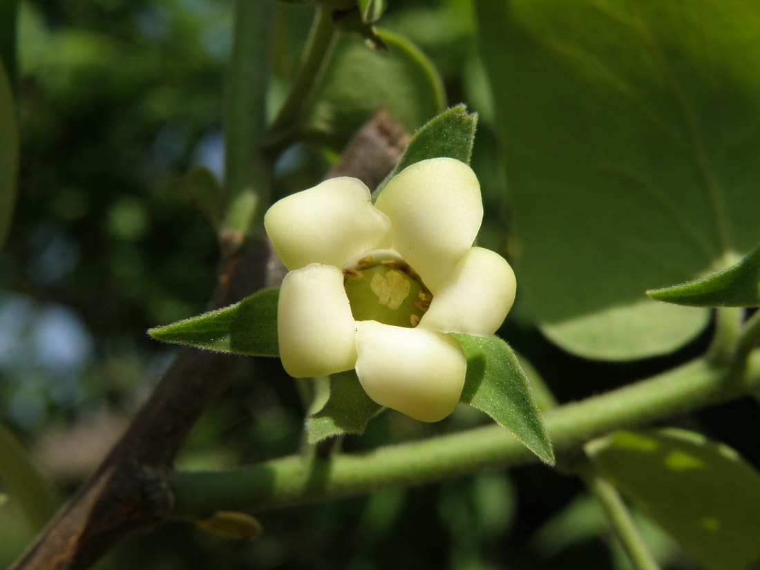 Bombay Ebony (Diospyros montana) photographed by Devendra Bhardwaj