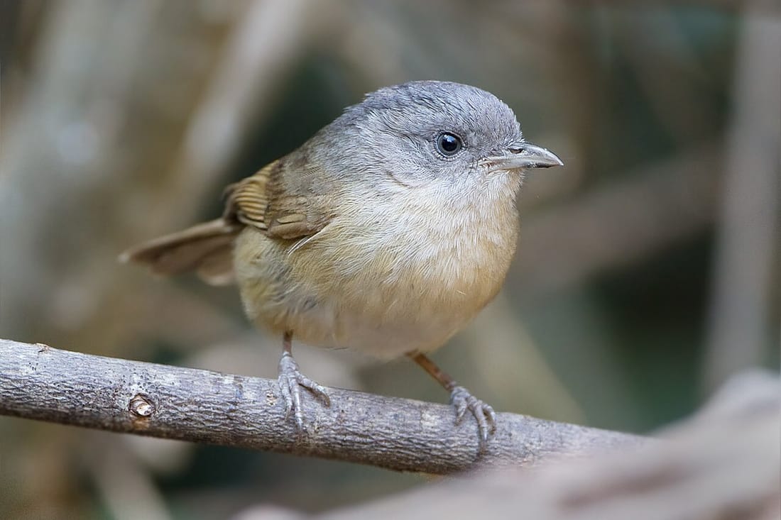 Brown-cheeked fulvetta (Alcippe poioicephala)