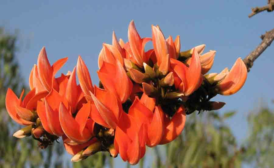 Butea monosperma (Butea monosperma)