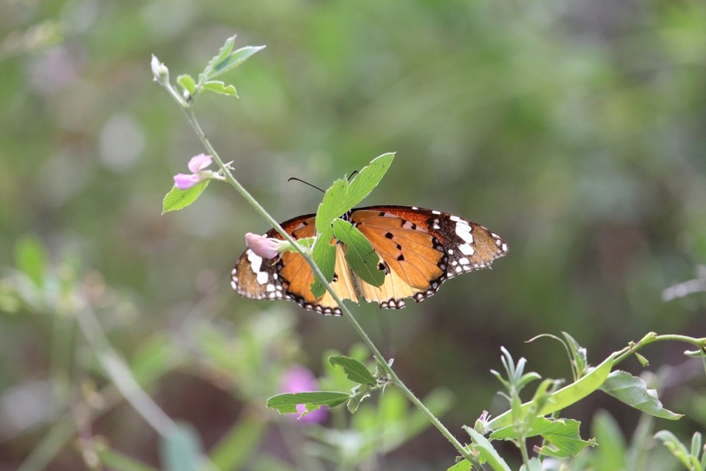 A plain tiger butterfly with orange wings resting on a thin green stem