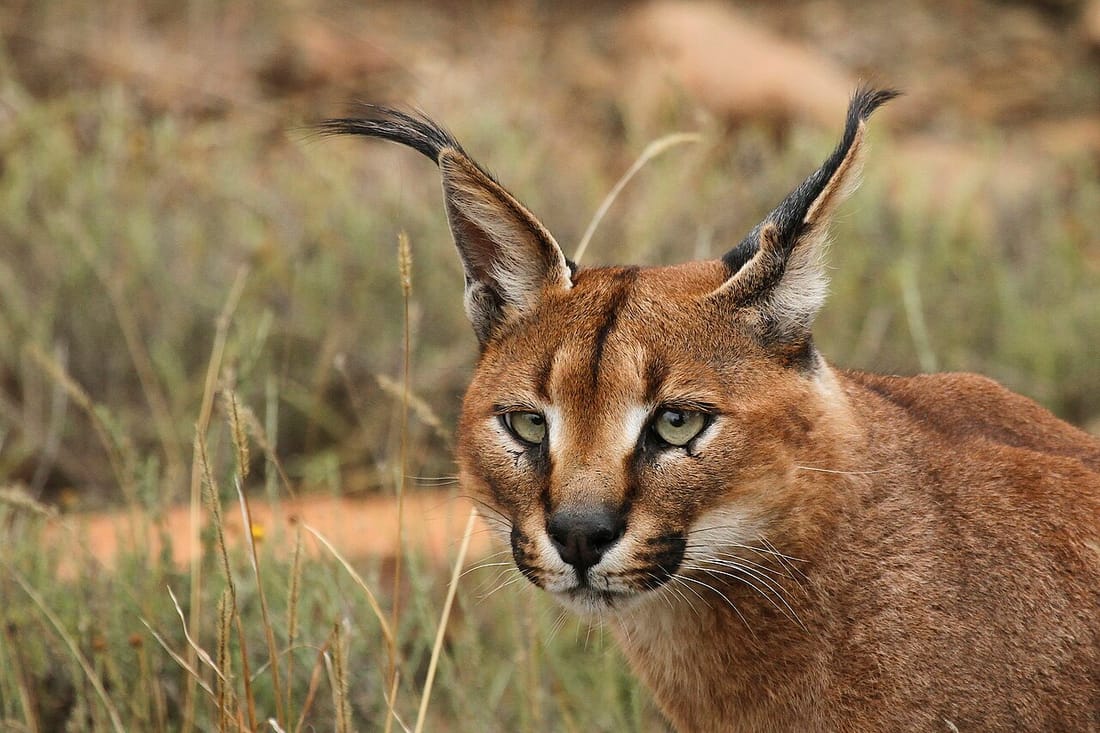 Caracal (Caracal caracal)