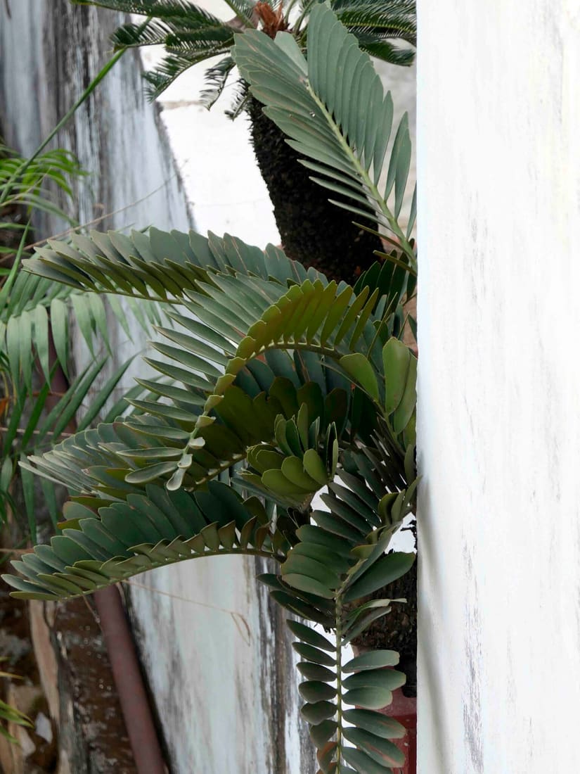 Cardboard cycad (Zamia furfuracea) photographed by Devendra Bhardwaj