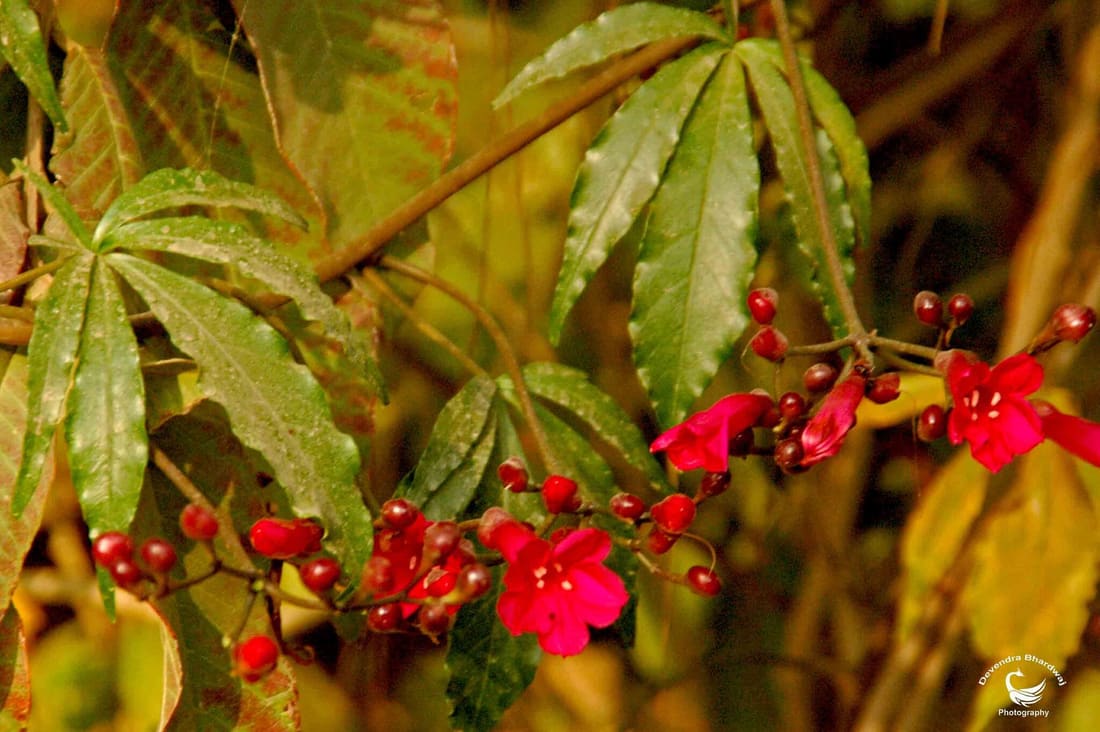 Cardinal creeper (Ipomoea horsfalliae) photographed by Devendra Bhardwaj