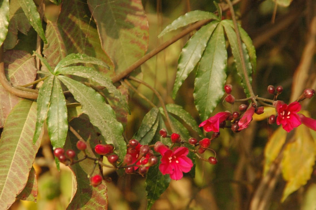 Cardinal creeper (Ipomoea horsfalliae) photographed by Devendra Bhardwaj