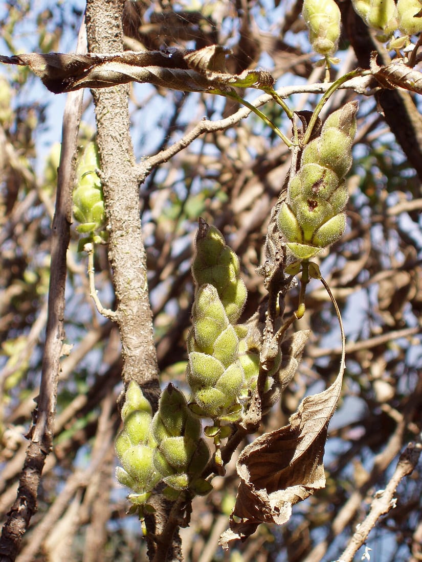 Carvia callosa (Carvia callosa)