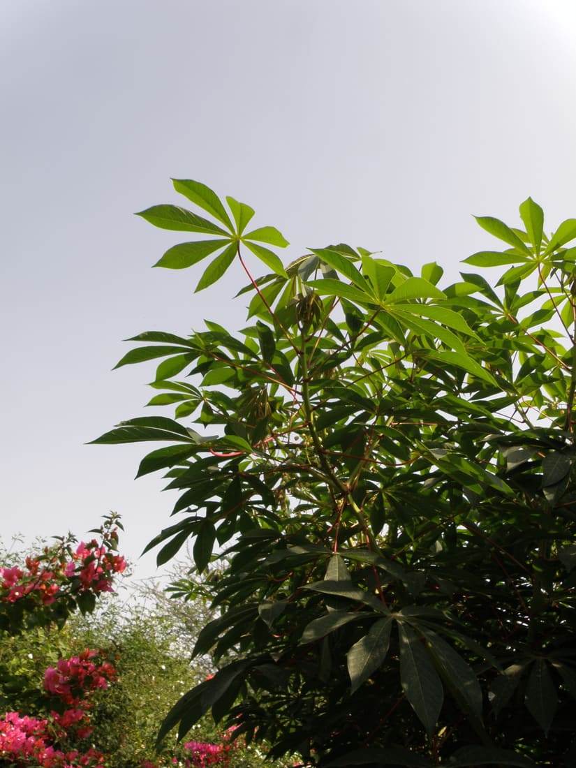 Cassava (Manihot esculenta) photographed by Devendra Bhardwaj
