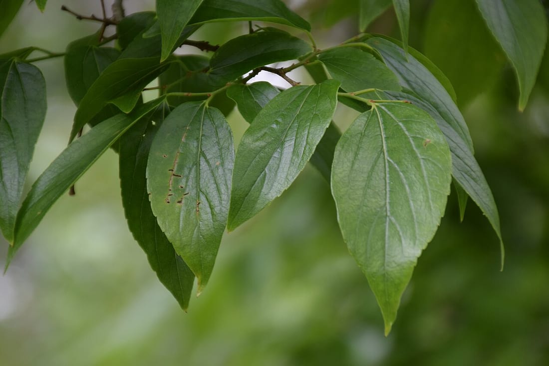 Celtis tetrandra (Celtis tetrandra)