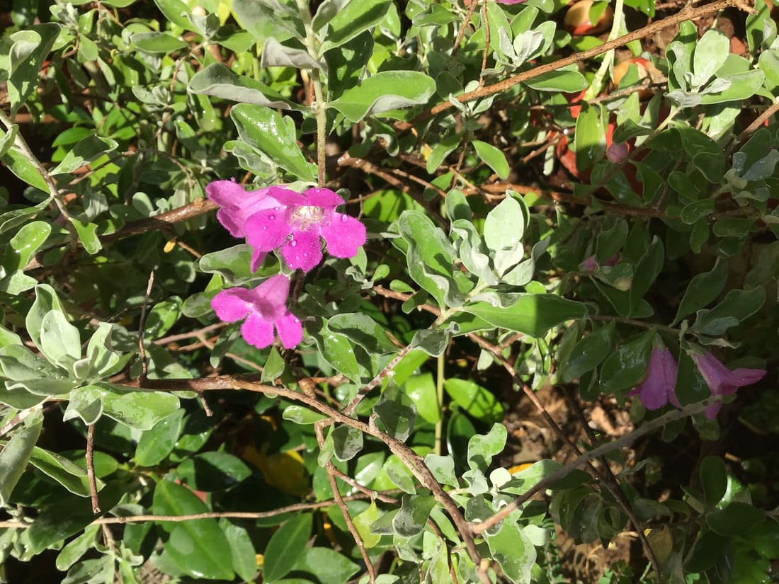 Cenizo (Leucophyllum frutescens) photographed by Devendra Bhardwaj