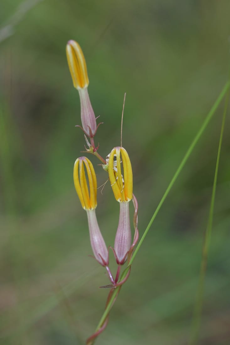 Ceropegia odorata (Ceropegia odorata)