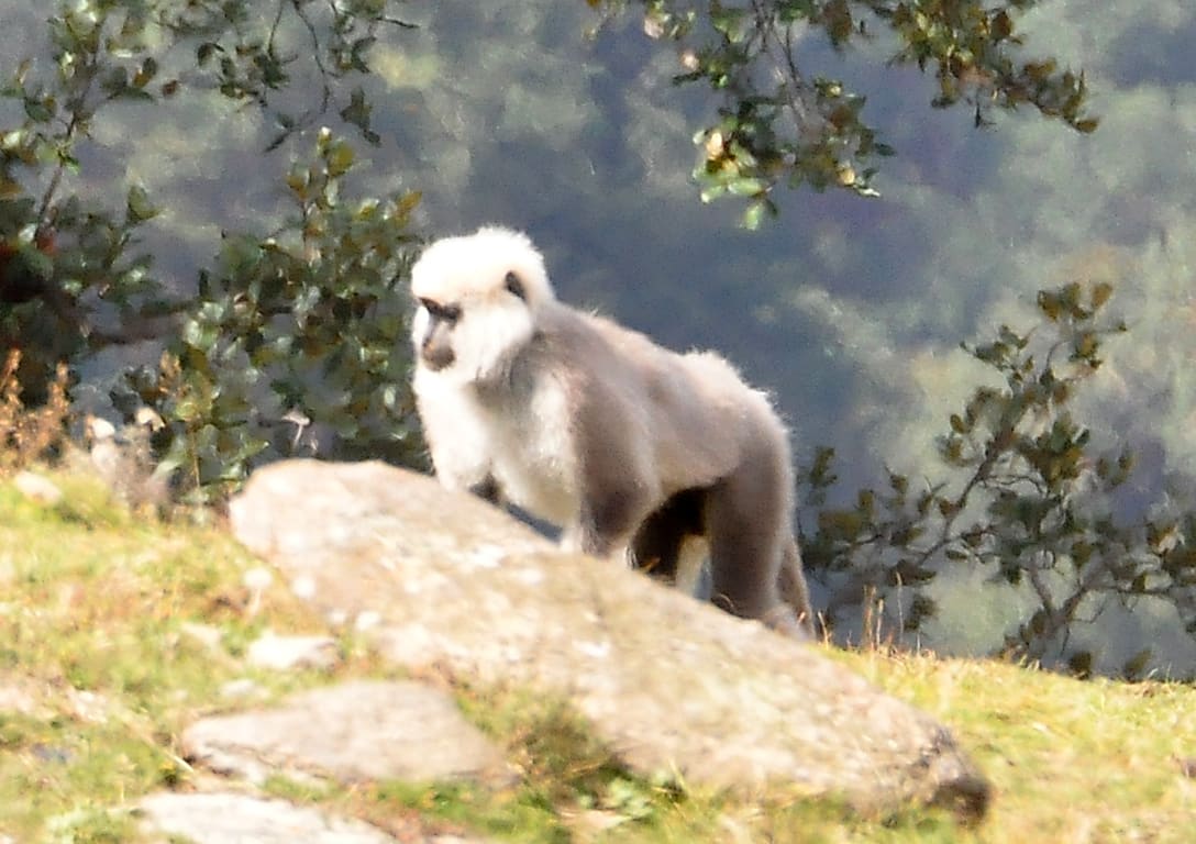 Chamba Sacred Langur (Semnopithecus ajax) photographed by Devendra Bhardwaj