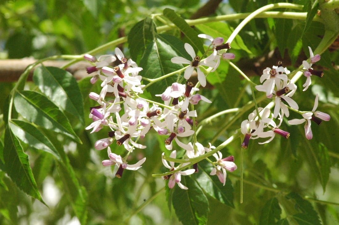 Chinaberry (Melia azedarach) photographed by Devendra Bhardwaj