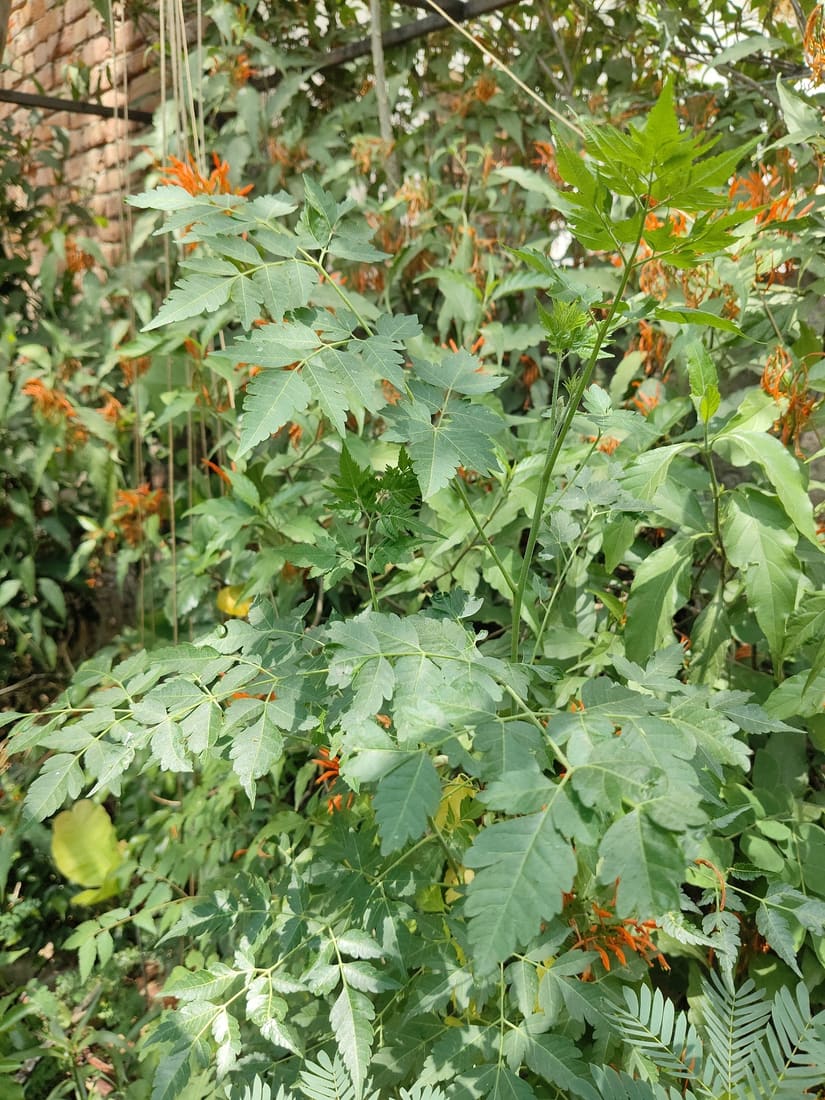 Chinaberry (Melia azedarach) photographed by Devendra Bhardwaj