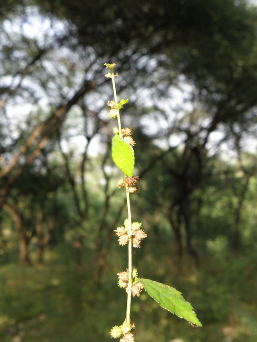 Chinese Bur (Triumfetta rhomboidea) photographed by Devendra Bhardwaj