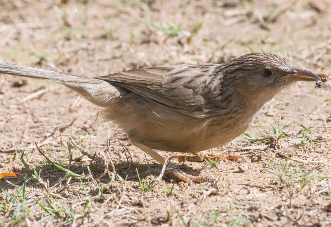 Common Babbler (Argya caudata) photographed by Devendra Bhardwaj