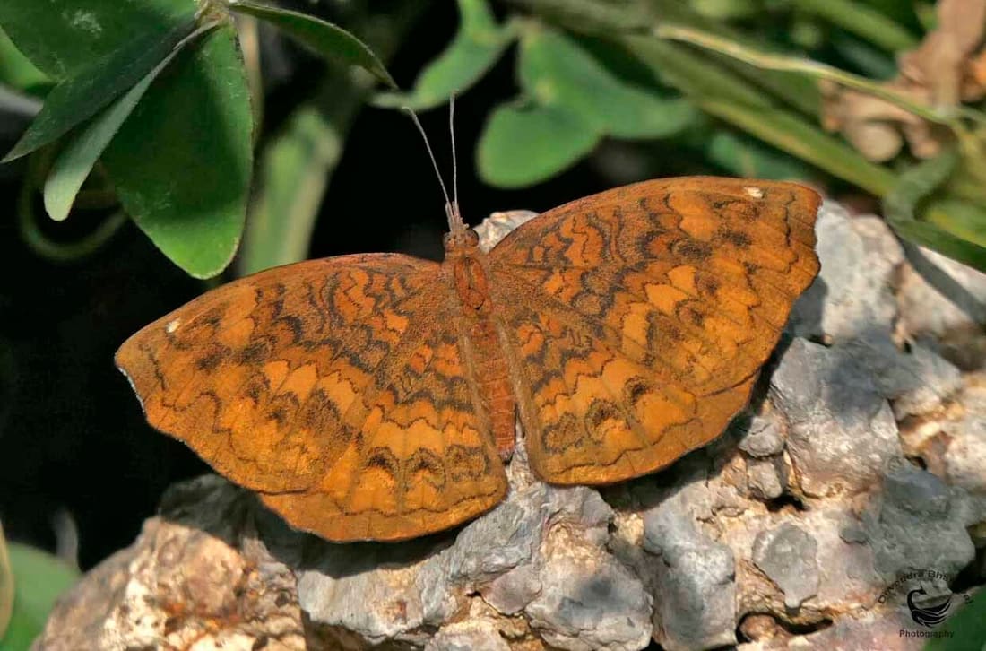 Common Castor (Ariadne merione) photographed by Devendra Bhardwaj