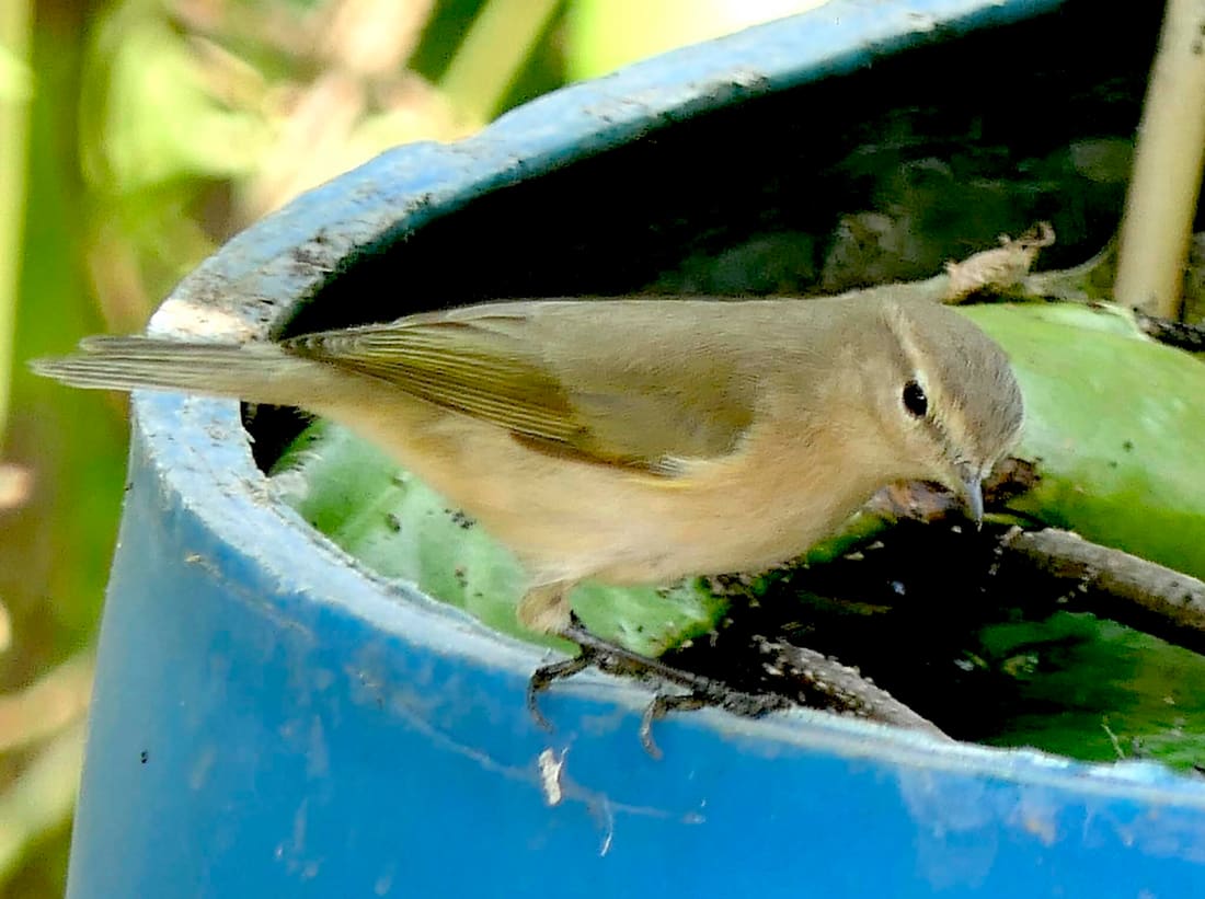 Common Chiffchaff (Phylloscopus collybita) photographed by Devendra Bhardwaj
