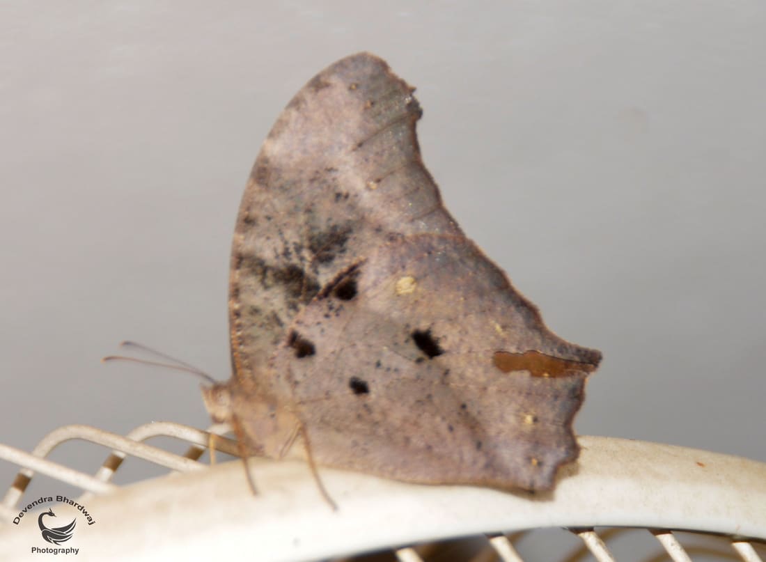 Common Evening Brown (Melanitis leda) photographed by Devendra Bhardwaj
