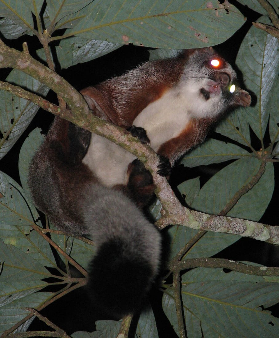 Common giant flying squirrel (Petaurista petaurista)