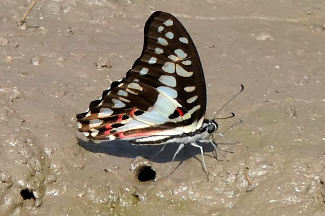 Common Jay (Graphium doson) photographed by Devendra Bhardwaj