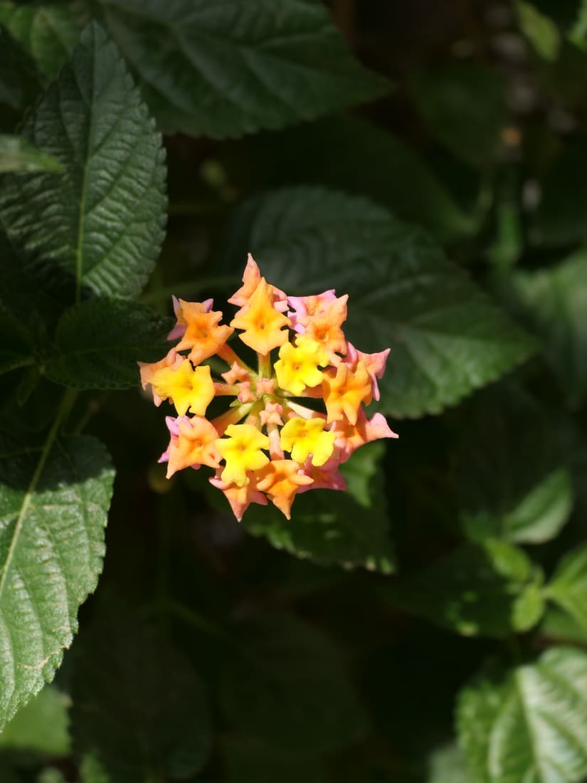 Common lantana (Lantana camara) photographed by Devendra Bhardwaj